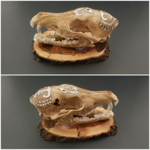 Polynesian Inspired Coyote Skull